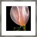 Tulip In Light Framed Print