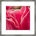 Tulip Layers Framed Print