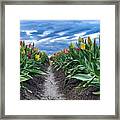 Tulip Rows Framed Print