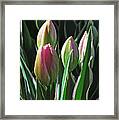 Tulip Series 3 Framed Print