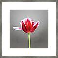 Tulip Framed Print