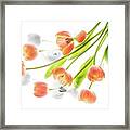 A Creative Presentation Of A Bouquet Of Tulips. Framed Print