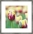 Tulip World Expression Framed Print