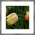 Nodding Tulips Framed Print