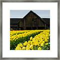 Tulips And A Barn Framed Print