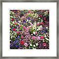 Tulips And Other Colorful Flowers In Spring Framed Print