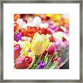 Tulips At A Flower Market Framed Print