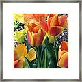 Tulips Awakened Framed Print