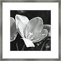Tulips - Beauty In Bloom - Bw Infrared Sfx 09 Framed Print