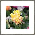 Tulips Framed Print