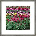 Tulips For Mom Framed Print