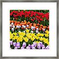 Tulips Framed Print