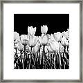 Tulips In Black And White Framed Print