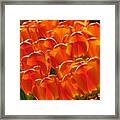 Tulips In Light Framed Print