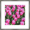 Tulips In Pink Color Framed Print