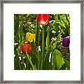 Tulips In The Garden Framed Print