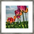 Tulips In The Spring Framed Print