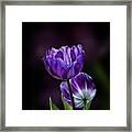 Tulips Framed Print