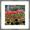 Tulips, Tulips, Tulips And More Framed Print