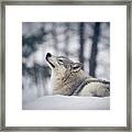 Tundra Wolf Winter Framed Print