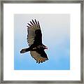 Turkey Vulture Soaring Framed Print
