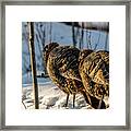 Turkeys 17 Below Zero Framed Print