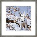 Turnomatic White Swiss Shepherd Pup Framed Print