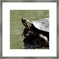 Turtle Bask Framed Print