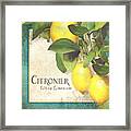 Tuscan Lemon Tree - Citronier Citrus Limonum Vintage Style Framed Print