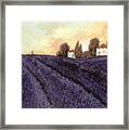 Tutta Lavanda Framed Print