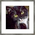 Tuxedo Kitten Framed Print