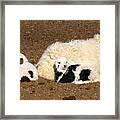 Twin Lambs Of The Gobi Framed Print