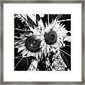 Twin Sunflowers Framed Print