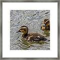 Two Baby Ducks Framed Print