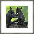 Two Black Bears Cubs Wrestling On Rocks Framed Print