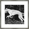Two Borzoi Russian Wolfhounds Leaping Framed Print