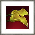 Two Calla Lily Flowers On Red Background Framed Print
