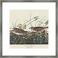 Two-colored Sparrow Framed Print