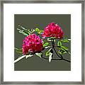 Two Dark Red Rhododendrons Framed Print