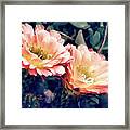 Two Desert Blooms Apricot Glow Framed Print