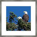 Two Eagles Framed Print