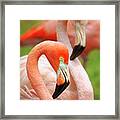 Two Flamingoes Framed Print