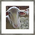 Two Funny Sheep In A Barn Framed Print
