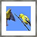 Two Goldfinch Framed Print