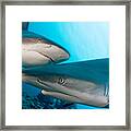 Two Gray Reef Sharks Framed Print