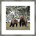 Two Grizzly Bears Framed Print