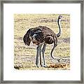 Two-headed Ostrich Framed Print
