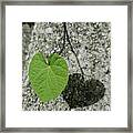 Two Hearts Entwined Framed Print