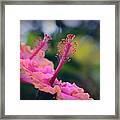 Two Hibiscus Framed Print