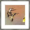Two Hummingbirds Framed Print